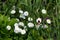 Camomiles on green background