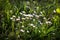 Camomiles in green grass close-up