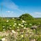 Camomiles on natural landscape background