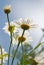 Camomiles over blue sky