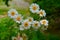 Camomiles, sisters of a camomile, twins of a camomile, spring flowers, a medical flower - a camomile to guess on a camomile, the c