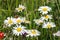 Camomiles in summer field