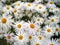 Camomiles - white fine flowers on the flower-field