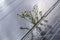 Camomille flowers growing through solar panel. Ecological friendly electricity generation.