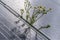 Camomille flowers growing through solar panel. Ecological friendly electricity generation.