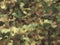 Camouflage background