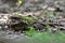 camouflage bird roosting on dirt and leafs as it habitation, indian nightjar