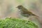 Camouflage brown bird proudly perching on fresh green moss grass, rufous-tailed robin