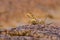 Camouflage of a common agama, red-headed rock agama, Agama agama - Hyderabad, India