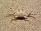 Camouflage of ghost crab on sand