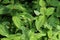 A camouflage green lizard on top of a green bush with several leaves in focus