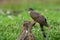 Camouflage grey bird, Large hawk-cuckoo Hierococcyx sparverioides perching on dried log among green plants and  pink