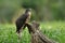 Camouflage grey wings with tripe chest and yellow eyes perching on timber in green grass garden, Large hawk-cuckoo Hierococcyx