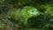 Camouflage Indian green frog peeks from floating algae