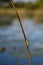 Camouflage: Juvenile Male Painted Reed Frog in Habitat