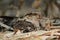 Camouflage of a large tailed nightjar caprimulgus macrurus on dry forest floor