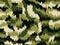 Camouflage Pattern in Parallelogram Style