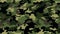 Camouflage seamless pattern Military texture 3