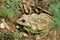 A camouflage toad