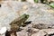 Camouflage Toad on Rock