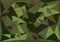 Camouflage triangle pattern. Vector grunge illustration. Military background