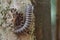 Camouflaged armoured millipede on tree trunk