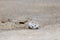 Camouflaged Baby Piping Plover