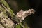 Camouflaged bagworm moth caterpillar on bark of tree