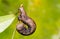 Camouflaged caterpillar of geometrid moth