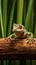 Camouflaged chameleon on bamboo