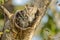 Camouflaged Collared Scops Owls in Tree Hole