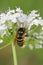 Camouflaged crab spider and prey