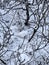 Camouflaged female willow ptarmigan Lagopus lagopus