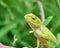 Camouflaged garden lizard