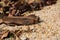 A camouflaged grasshopper on sandy soil