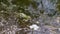 Camouflaged Green Common Frog Sits above Surface Water in Duckweed in a Pond