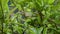 Camouflaged green garden lizard resting on a branch. Hiding in the green foliage close-up side view