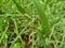 Camouflaged Green Grasshopper on the grass,  Grasshopper profile. Grasshopper macro view