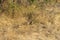 Camouflaged Grey Francolins in Kruger National Park