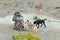 Camouflaged hunter and tracking dogs in desert