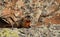 Camouflaged marmot