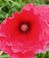 Camouflaged plant bug on a red poppy flower, Lygus pratensis