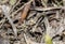 A Camouflaged Pygmy Grasshopper Hooded Grouse Locust Paratettix cucullatus Nymph on the Ground