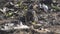 Camouflaged savanna nightjar on the ground at tadoba andhari tiger reserve