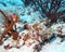 Camouflaged scorpionfish