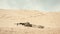 Camouflaged sniper in position on a sandy desert dune