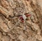 Camouflaged spider in Australia