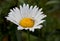 Camouflaged spider on daisy