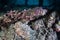 Camouflaged Stonefish on Seafloor in Raja Ampat