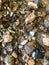 Camouflaged toad hides among colorful stones along a woodland stream